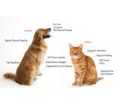 Pet disease diagram