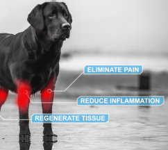 Pain relief spots on dog