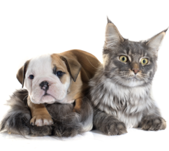 Puppy english bulldog and cat in front of white background