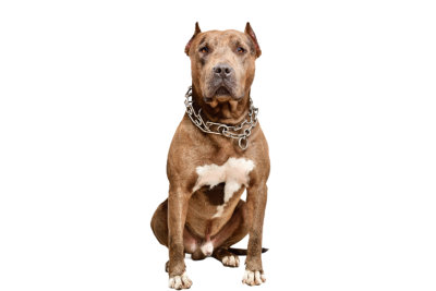 Serious pit bull dog