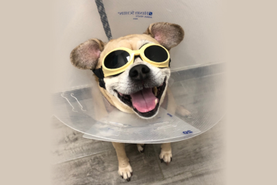 dog wearing eye protection for laser therapy
