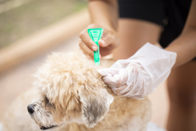 Close up woman applying tick and flea prevention treatment and medicine to her dog or pet