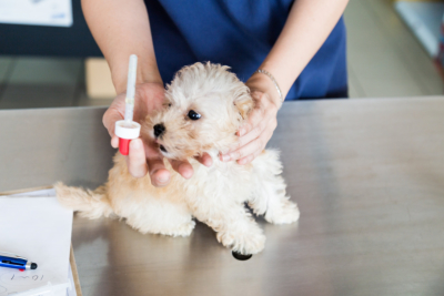 A poodle puppy being fed with medicine by a vet at a clinic.