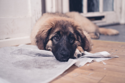 A young Leonberger puppy is lying with her face on her dirty and soiled training pad
