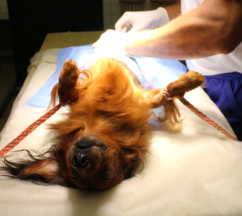 Neutering (castration) by dachshund dog