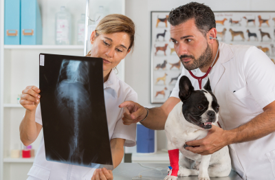 Couple of veterinary reviewing the results of an x-ray of a French bulldog