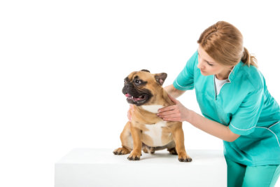 veterinarian in uniform examining french bulldog