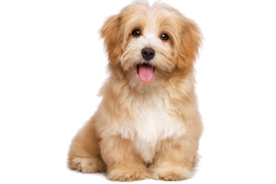 Beautiful happy reddish havanese puppy dog
