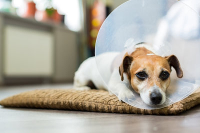 dog lying on a bed sick with vet plastic Elizabethan collar