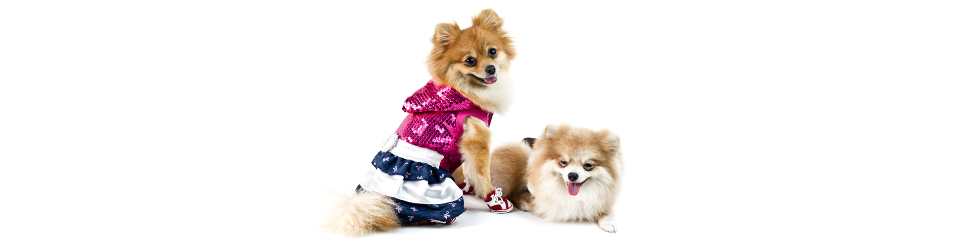 The two cute Pomeranian dog over white one dressed up