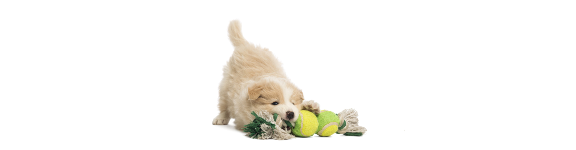 Border Collie puppy, 6 weeks old, playing with a dog toy in front of white background
