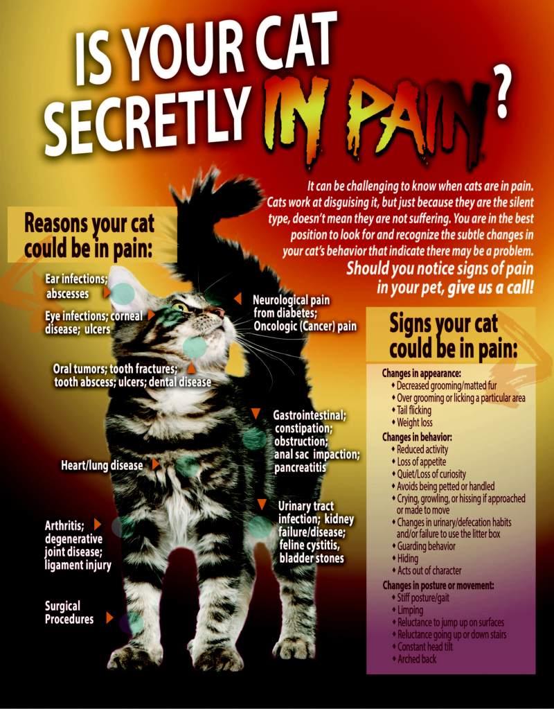 Is your cat secretly in pain flyer