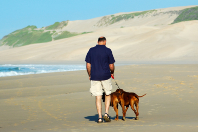 An elderly man walking his Rhodesian Ridgeback hound dogs on the beach during summer