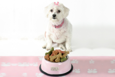 White maltese terrier with pink collar and ribbon sits in front of a pink dog bowl filled with doggie bone-shaped 
