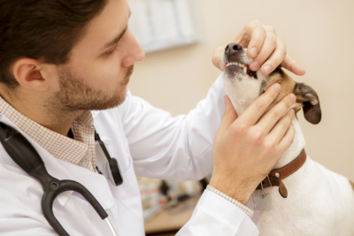 Closeup of a professional vet examining teeth of a dog