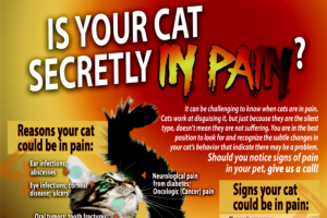 Is your cat secretly in pain flyer