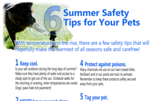 summer safety poster
