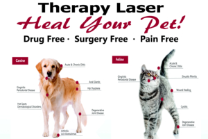 therapy laser