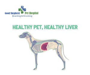 Dog with healthy liver