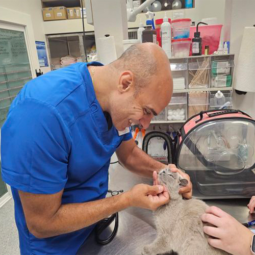 Dr Deeb treating a small cat